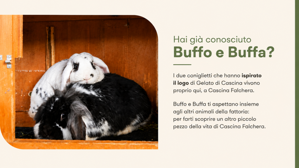 Buffo e Buffa, i conigli di Cascina Falchera